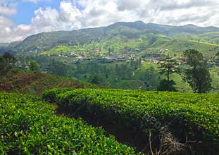 Tea plantations and mountains Nanuoya