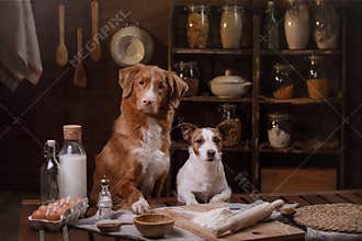 Two dogs are cooking in the kitchen. Pet at home