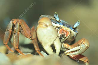 Moon crab