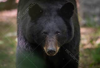 Black Bear in Pennsylvania