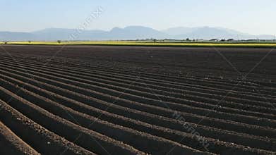 Potato field in spring - farmland in the countryside