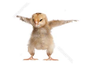 Araucana Chicken, in front of a white background