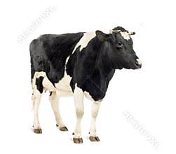 Cow standing in front of white background