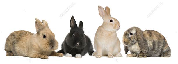 Bunny rabbits sitting in front of white background
