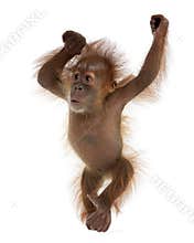 Baby Sumatran Orangutan against white background