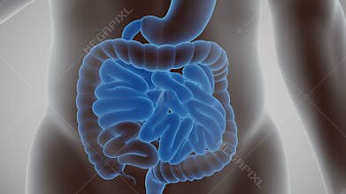 Human body digestive cycle