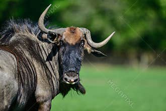 Portrait of Common Wildebeest Connochaetes Alcelaphine Bovidae l