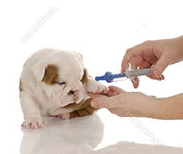 Veterinary care