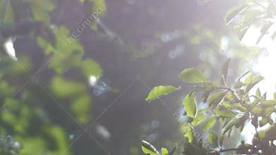 Background video, green foliage, bathed in radiant sunlight. The rays of the sun through the fog, bokeh
