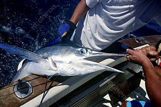Billfish white Marlin catch and release on boat