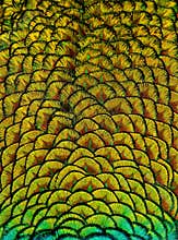 Geometric Patterns And Design In Colorful Peacock Feathers
