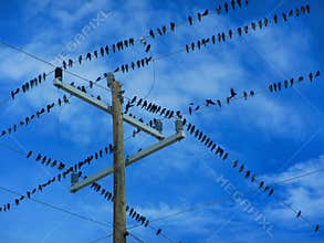 Flock of birds on electrical wires