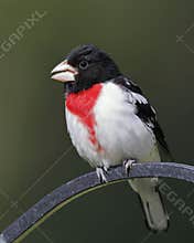 Male Rose-breasted Grosbeak perched on a metal feeder hook