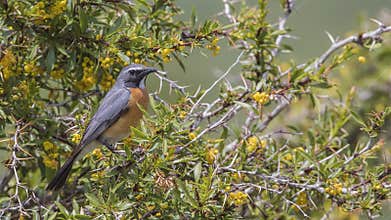 Male White-throated Robin on Shrubs