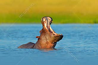 Hippo open muzzle in river water. Wildlife Africa. African Hippopotamus, Hippopotamus amphibius capensis, with evening sun, animal