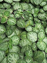 Background - Lacy Patterns on Green Leaves