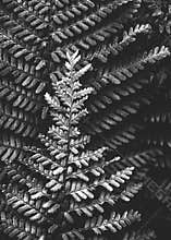 Fern close up monochrome