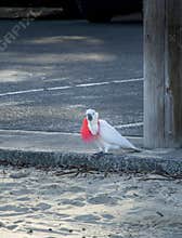 Sulphur Cockatoo Plastic Pollution