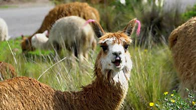 Colca Canyon Peru Near Arequipa
