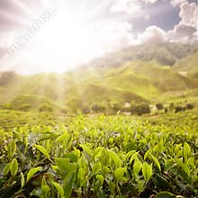 Scenic of tea farm