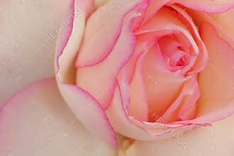 White Rose with Pink Borders