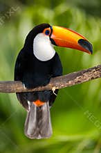 Toucan in dense vegetation