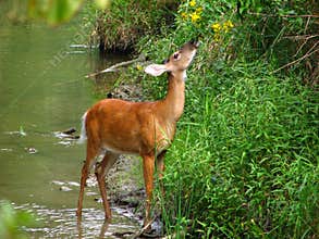 Whitetail Feeding