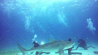 Shark obeys diver underwater in Atlantic Ocean.
