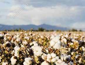 Cotton field