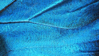 A fragment of a wing of the blue morpho butterfly, high magnification.