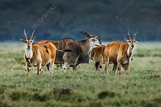 Male kudu antelope Tragelaphus strepsiceros in natural habitat, Etosha National Park, Namibia