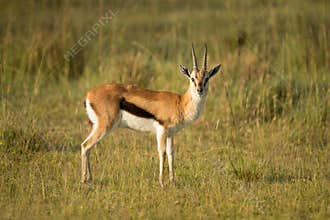 Male impala antelope Tragelaphus strepsiceros in natural habitat, Etosha National Park, Namibia