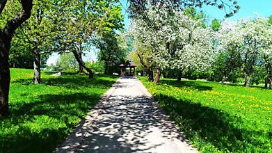 Walking in the apple blossoming garden.