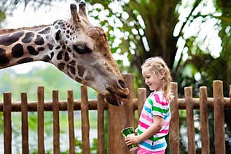 Kids feed giraffe at zoo. Children at safari park.