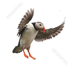 Atlantic Puffin or Common Puffin - Fratercula arctica in flight