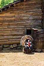 Turkey in a Farm Pen at the Booker T Washington Monument