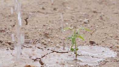A struggling tree needs to grow from arid soils but has been watering trees like the last hopeful bright.
