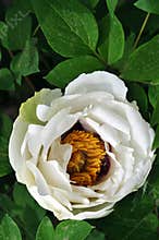 White peony