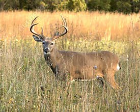 Whitetail Buck 6