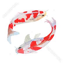 fish Watercolor painting isolated. Watercolor hand painted fish illustrations. fish isolated on white background