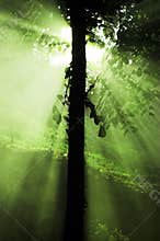 Light tree - sun rays
