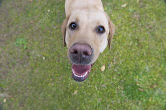 Funny Dog