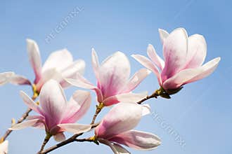 Magnolia flowers on sky