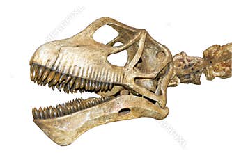 Dinosaur skull isolated