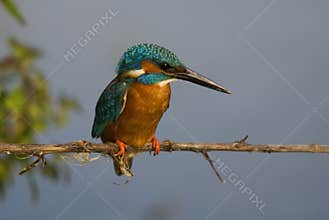 Kingfisher (Alcedo atthis)