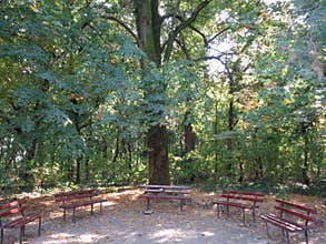 Generic vegetation at botanical garden - Macea, Arad county, Romania