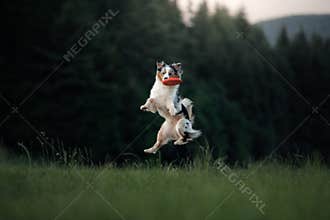 The dog is playing with the disc in the field. Sport with Pet.