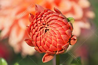 Bright orange colored unopened dahlia flower