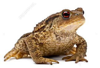 Common toad or European toad, Bufo bufo