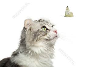 Close-up of an American Curl looking at a butterfly flying
